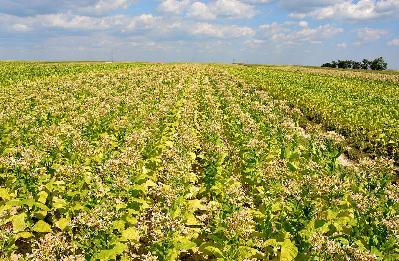 Plantacja widziana z platformy. Nieogłowiony tytoń gwarantuje uzyskanie pożądanej, cytrynowej barwy liści