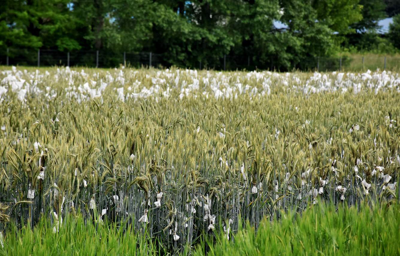 Hodowla odmian mieszańcowych żyta mieszańcowego odbywa się w warunkach sztucznej izolacji (w namiotach foliowych), ale także na polach. Obcopylność gatunku to z jednej strony trudność w hodowli, a z drugiej – skokowy przyrost potencjału plonowania odmian mieszańcowych