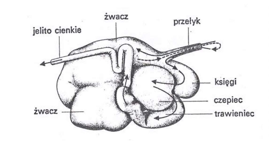 1.	Budowa żołądka u krów (4 komory): żwacz, czepiec, księgi (przedżołądki), trawieniec (żołądek właściwy.)