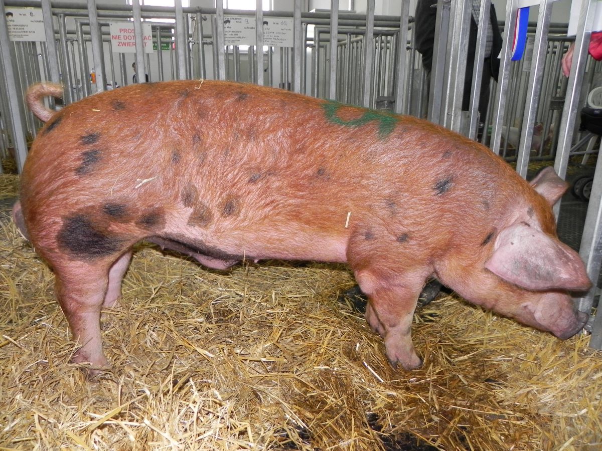 Knur linii 990, która została wytworzona w Zakładzie Doświadczalnym w Pawłowicach jako linia mięsna przydatna do krzyżowania towarowego