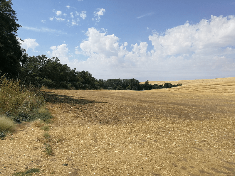 W Stanach Zjednoczonych farmerzy zakładają i pielęgnują śródpolne pasy zadrzewień, które ograniczają erozję wietrzną na wielkich areałach