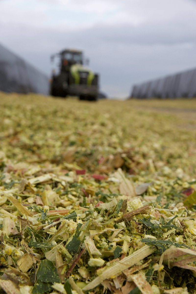 Wybierajmy odmiany kiszonkowe stabilnie plonujące w latach i dające wysokiej jakości materiał na kiszonkę