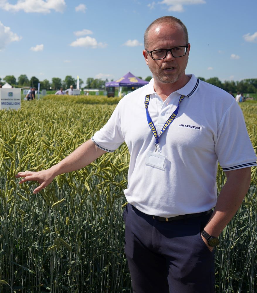 A to nowość ubiegłoroczna – bezostna odmiana pszenżyta Medalion. Doskonale plonuje, ma ładne ziarno, znosi suszę. Bezostny kłos ma tę zaletę, że można Melomana przeznaczyć na wcześniejszy zbiór na kiszonkę GPS, a potem zasiać jeszcze kukurydzę. – To nie był cel wyhodowania pszenżyta bezostnego, ale stało się dodatkowym bonusem – mówi Marek Luty. – Bardzo zainteresowane są tą odmianą kraje z Europy Południowej, aby właśnie uprawiać ją na kiszonkę i uzyskać jeszcze plon główny kukurydzy