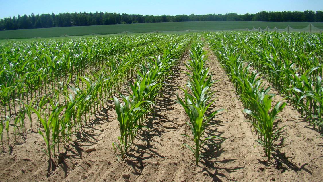 W ubiegłym roku rolnik stosował sprawdzoną i skuteczną mieszaninę Nikosh 040 OD w dawce 1,5 l/ha i do tego Juzan 100 SC – 1 l/ha. Zabieg wykonano 6 czerwca