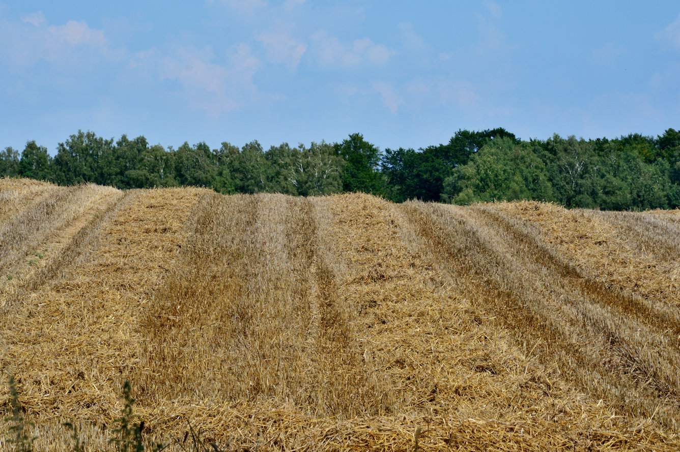 Bakterie do rozkładu słomy zużywają azot glebowy z mineralizacji, a słoma zaorana zbyt głęboko może tworzyć matę stanowiącą barierę dla korzeni roślin oraz podsiąku kapilarnego. Zablokowany azot i chwilowy nadmiar nierozłożonej materii organicznej mogą znacznie utrudnić rozwój roślin następczych. Z tych właśnie powodów warto w sposób kontrolowany wspomagać i przyspieszać rozkład cennych resztek pożniwnych