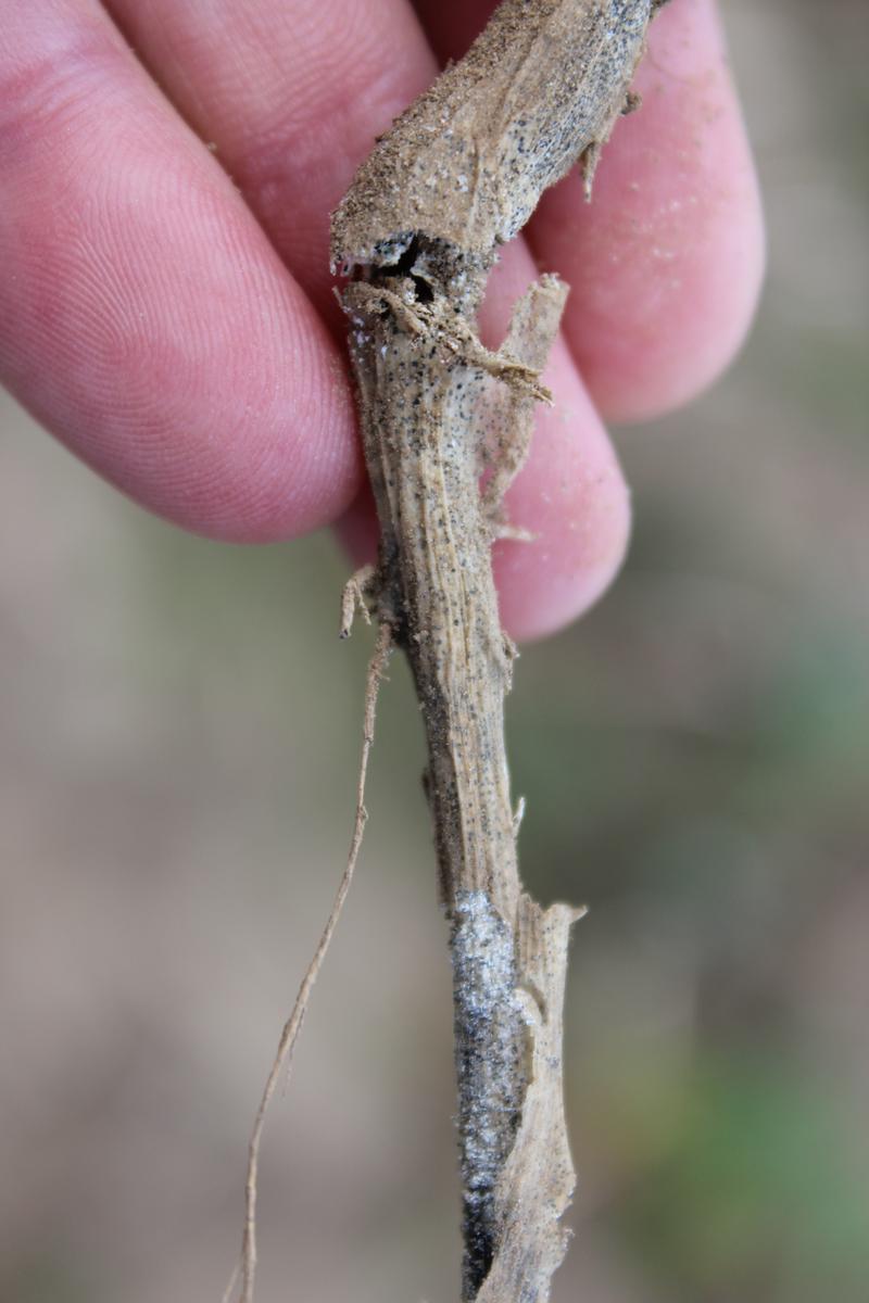 Szkodliwa dla jakości ziemniaków antraknoza pojawia się na plantacjach w okresie kwitnienia. Oznaką porażenia w końcowych fazach wegetacji są liczne czarne mikrosklerocja na gnijącej, pękającej i łuszczącej się korze porażonych organów: na podstawie łodygi, korzeniach, odcinkach stolonów, bulwach