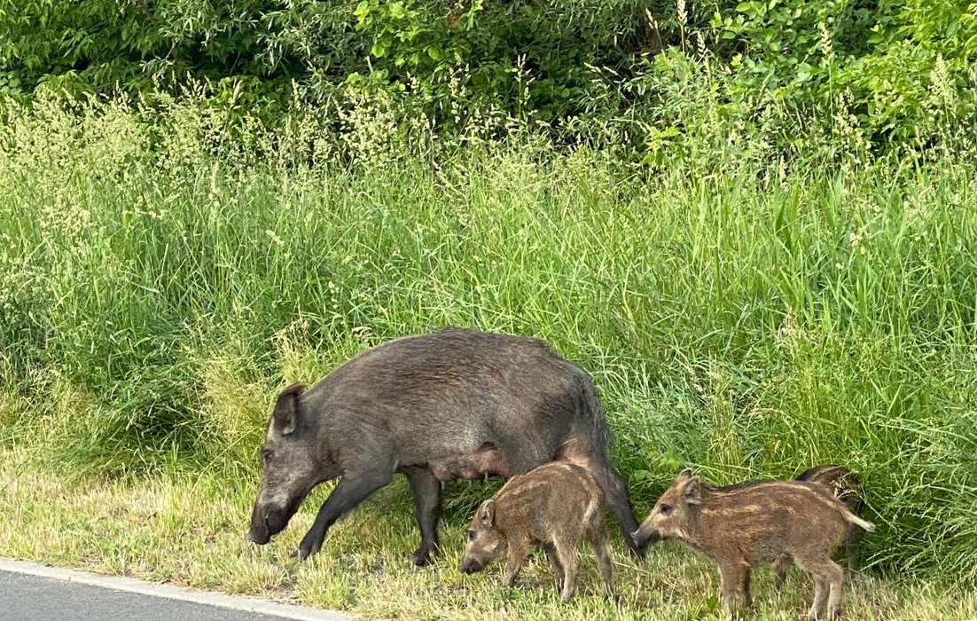 Swobodnie przemieszczające się, nawet w środku miasta, dziki nie są dziś niczym zaskakującym. Problem polega na tym, że stanowią olbrzymie zagrożenie w roznoszeniu afrykańskiego pomoru świń