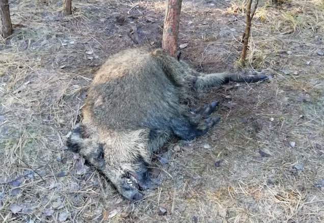 Poszukiwanie padłych zakażonych dzików jest wciąż niewystarczające nie tylko w naszym kraju