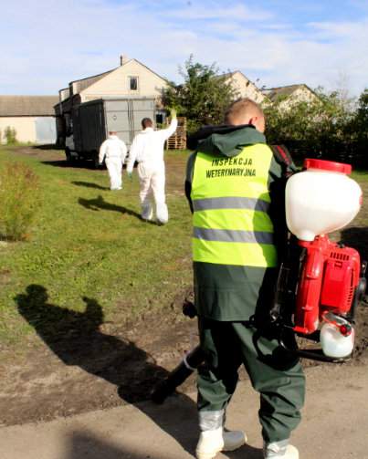 Pojawienie się afrykańskiego pomoru świń w stadach to ogromne straty dla rolników, a także całego handlu wieprzowiną