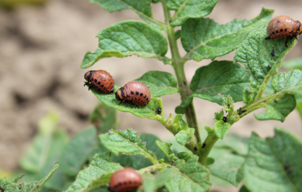 Biologiczne rozwiązania są także na stonkę ziemniaczaną. Jej larwy ogranicza produkt zawierający B. thuringiensis var. Tenebrionis