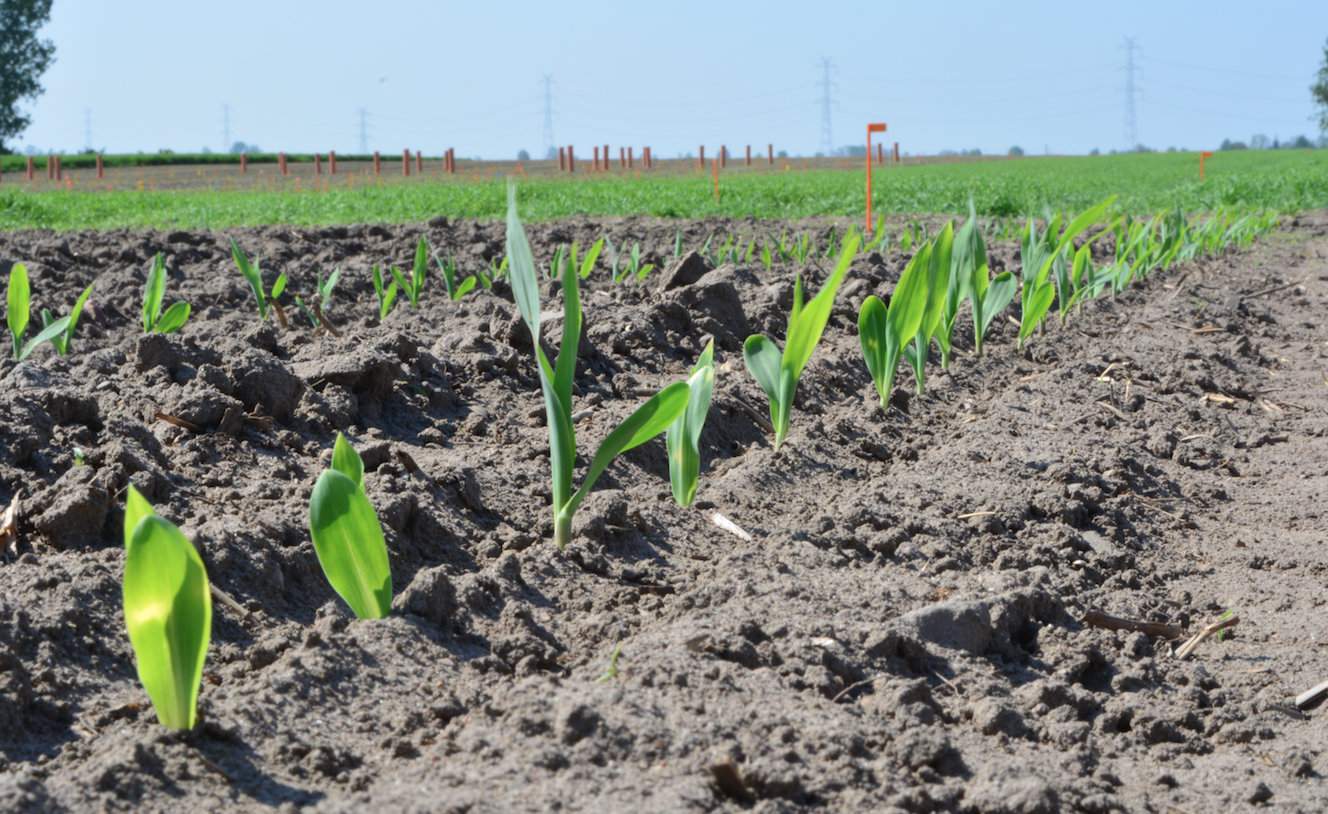 Nauczką dla wielu plantatorów był rok 2012. Wtedy wiele plantacji rzepaku ozimego przesiano kukurydzą i niestety zdarzało się, że ta ładnie powschodziła i rosła do fazy 2–3 liści, a potem z niewiadomych przyczyn zaschła. W rzeczywistości przyczyna była wiadoma – herbicydy zastosowane jesienią w rzepaku