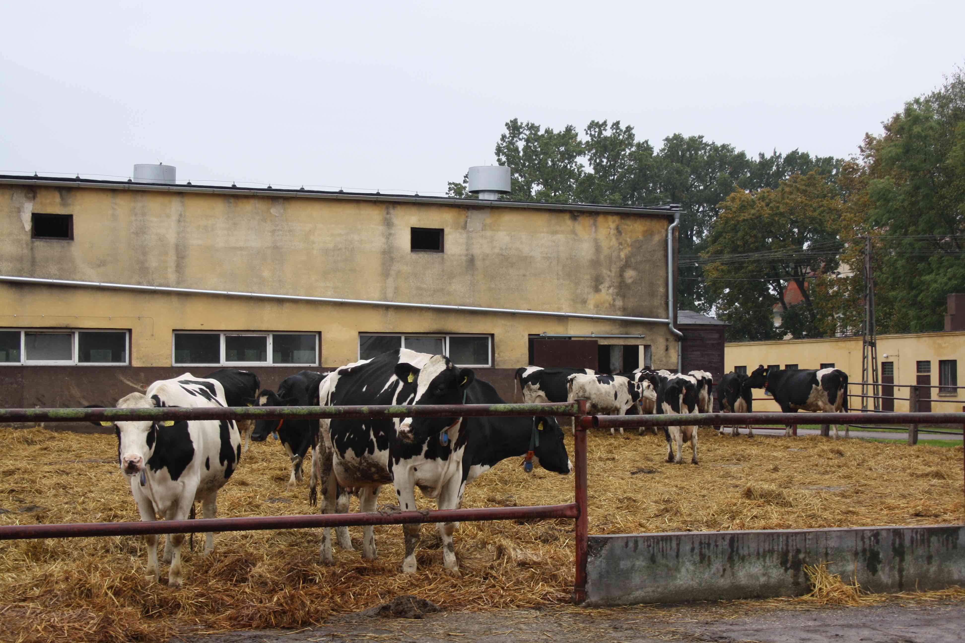 Biogazownia w Przybrodzie jest „napędzana” obornikiem od stu krów