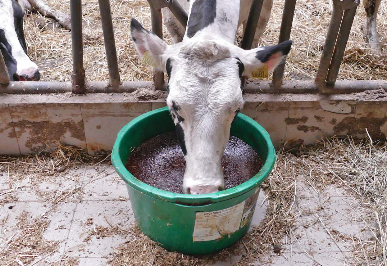 Najlepszych efektów poprawy rogu racicowego można spodziewać się podając biotynę krowom wysoko wydajnym, które żywione są dawkami z dużym udziałem pasz treściwych