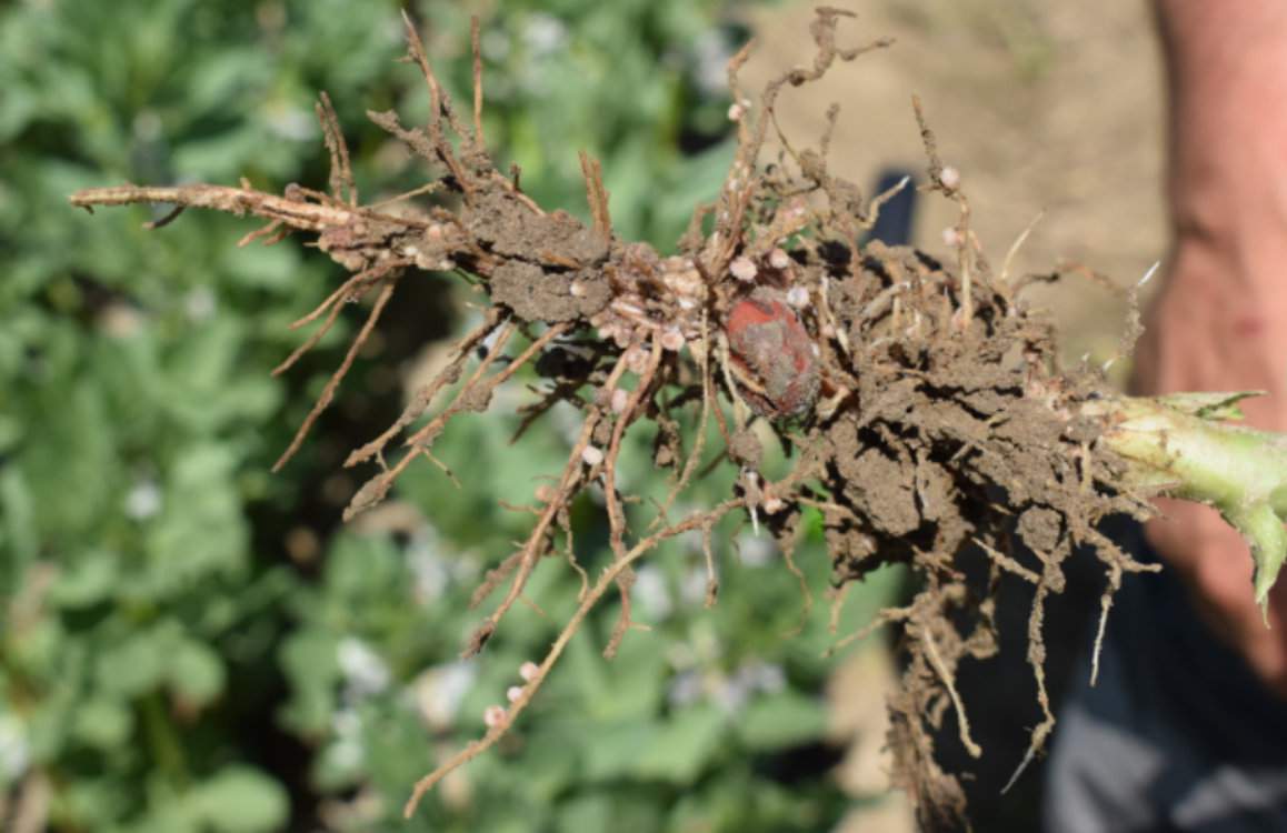 Pan Robert zaobserwował, że przy niedoborach wody system korzeniowy bobiku uprawianego w strip-till jest w stanie od 7 do 10 dni dłużej przetrwać w bardzo dobrej kondycji niż uprawiany tradycyjnie