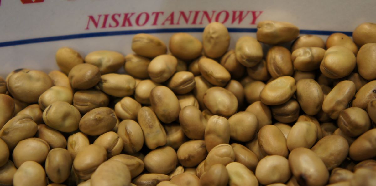 Nasiona bobików zawierają w suchej masie 28,5–30,5% białka ogólnego i 8,6–10,2 włókna surowego. Oznaką obniżonej zawartości taniny jest jasna barwa nasion