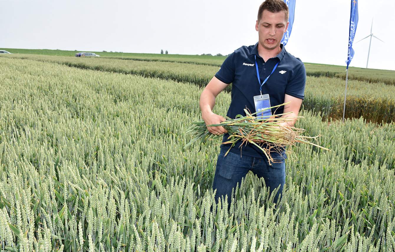 Rolnikom odwiedzającym w czerwcu br. Centrum Kompetencji BASF w Pągowie, informacje o Revysolu i poletka pszenicy chronione z jego udziałem, prezentował Miłosz Piotrowski