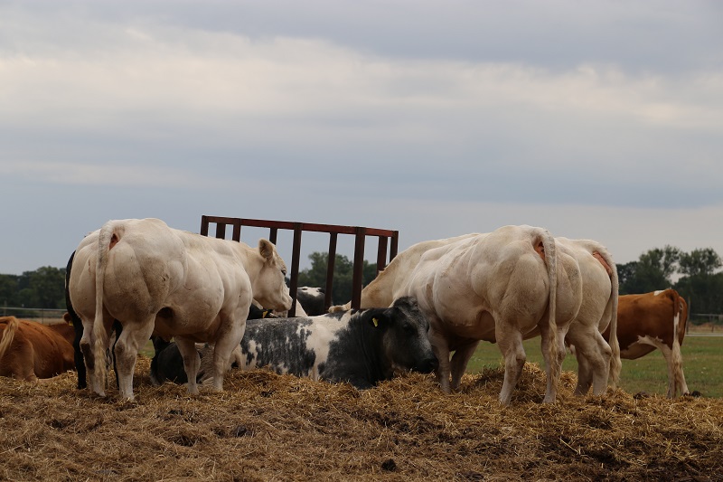 Belgi nie zawdzięczają swojej muskulatury specjalnej diecie – jedzą bardzo skromnie – pastwisko i ewentualnie siano.