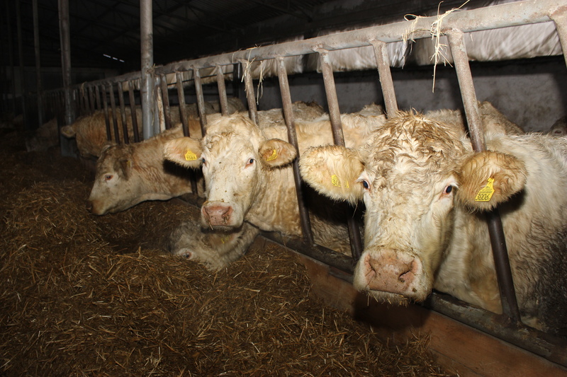 Do produkcji biogazu rolnik używa kiszonkę z kukurydzy oraz obornik od 300 sztuk bydła utrzymywanego w gospodarstwie, a także gnojowicę