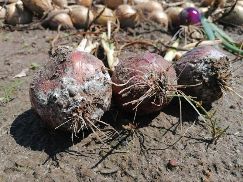 Zgnilizny cebuli powodowane przez Sclerotia cepivorum, Sclerotinia sclerotiorum, Fusarium spp.