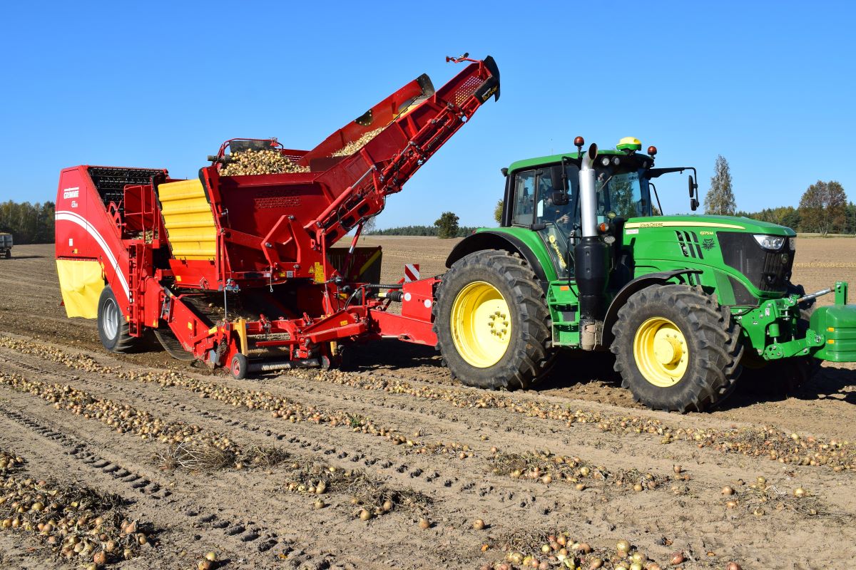 Plantatorzy są zadowoleni, bo średni plon wyniósł 48 t/ha ze wszystkich trzech odmian, nie ważono oddzielnie każdej odmiany