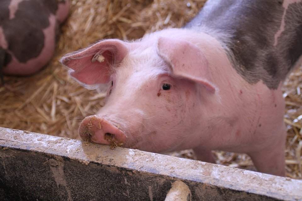 Jeśli ASF trafi do Niemiec znacznie zmieni się sytuacja na unijnym rynku wieprzowiny