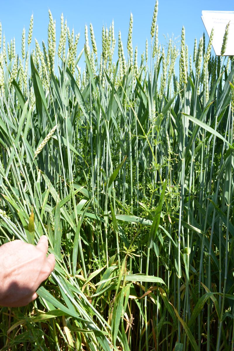 Najgroźniejszym gatunkiem jednoliściennym w zbożach ozimych, mogącym kiełkować nawet pod śniegiem, jest miotła zbożowa, przy czym lokalnie jeszcze większe zagrożenie stanowi wyczyniec polny. Miotła, niestety, występuje na całym obszarze kraju, głównie w zbożach ozimych, ale także w uprawach lnu, roślin okopowych i w zbożach jarych. Co ciekawe, kiedyś miotła była uznawana za chwast wskaźnikowy zakwaszenia gleb, ale obecne biotypy chwastu, często odporne na herbicydy, odznaczają się dużą tolerancją względem siedliska