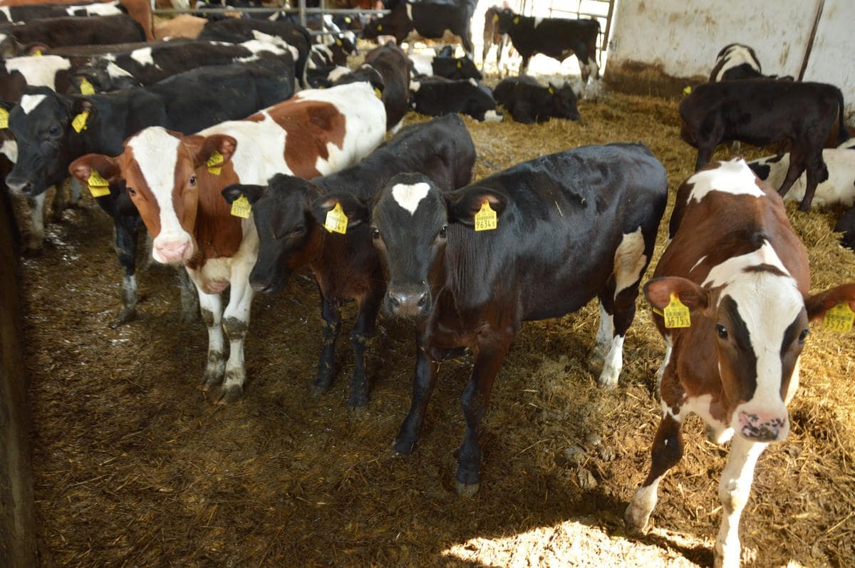 Hodowca kupuje dwutygodniowe cielęta, są szczepione przeciwko IBR i BVD. Byczki są kastrowane. Przebywają w odpajalni 77 dni i przechodzą do obory.