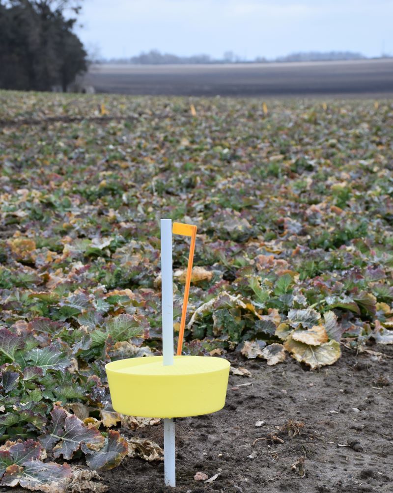 Ochronę insektycydową w rzepaku należy rozpocząć od wystawienia żółtych naczyń i monitoringu nalotów szkodników