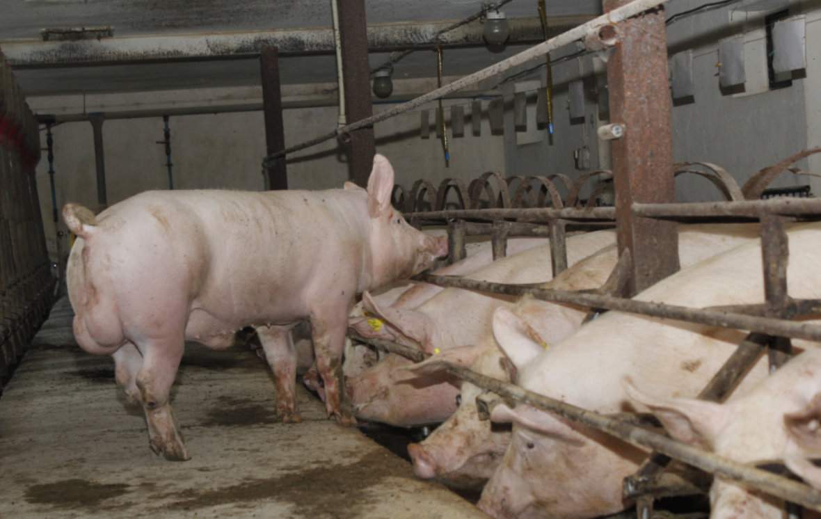 W większości gospodarstw knury wykorzystywane są tylko do wyszukiwania rui u samic, a do krycia stosuje się nasienie zakupione w stacjach inseminacji, co gwarantuje odpowiedni dobór rozpłodników oraz utrzymanie wysokiego potencjału genetycznego