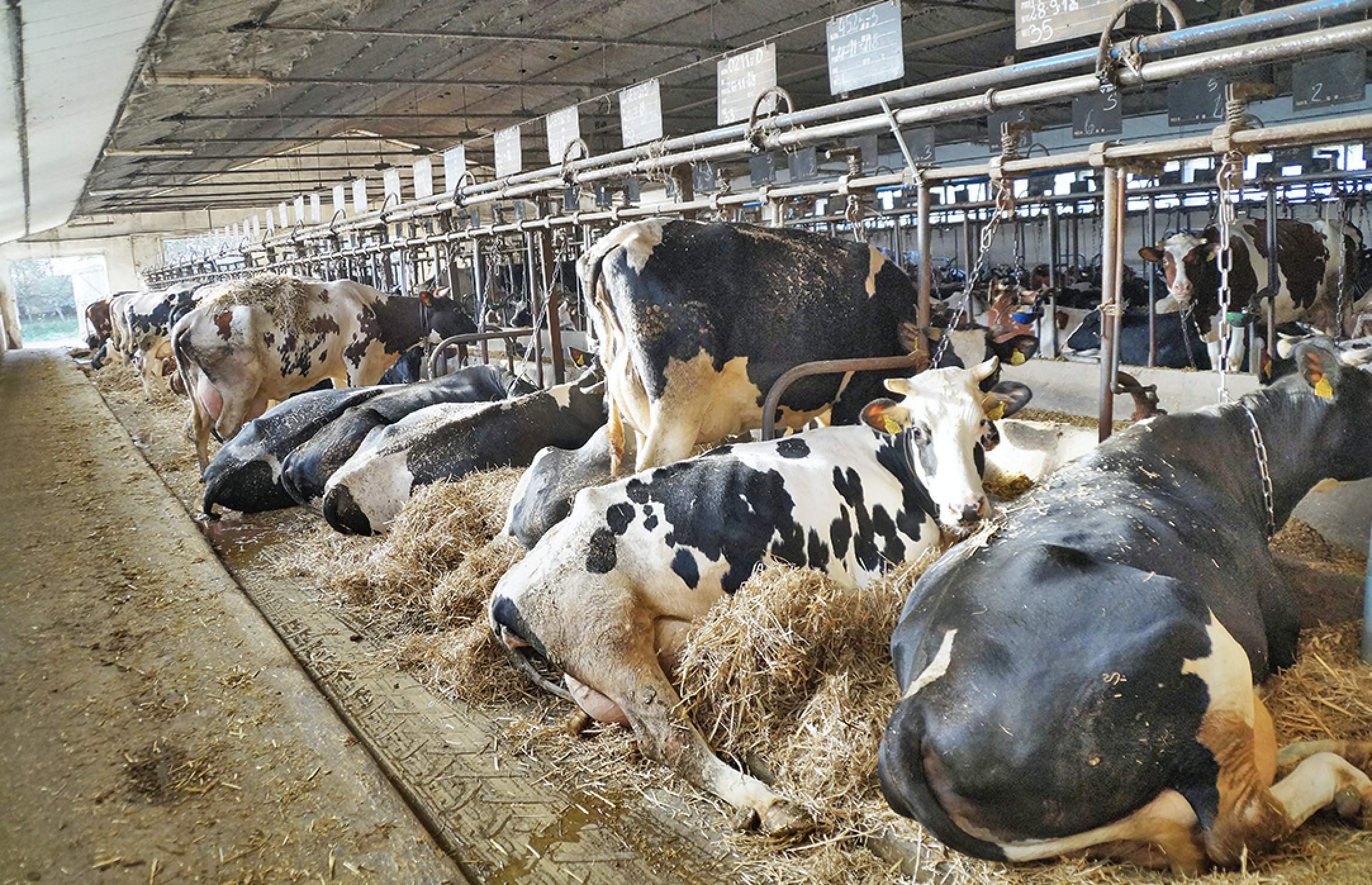 Częste usuwanie obornika oraz obfite ścielenie słomą, to jedna z metod na poprawę kondycji nóg i racic