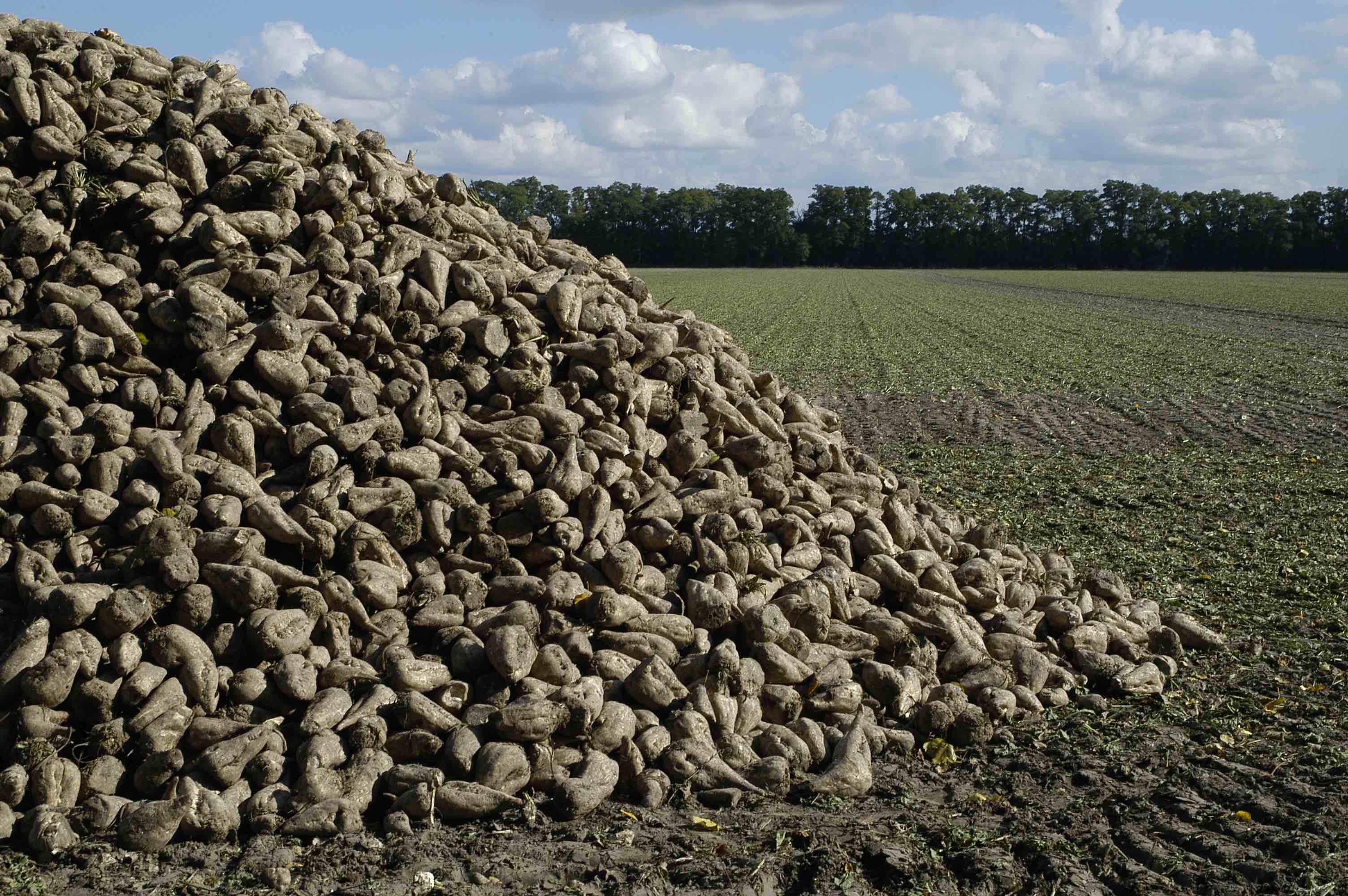 Światowe ceny cukru koryguje w dół rosnąca podaż, głównie cukru trzcinowego, to stawia plantatorów buraków cukrowych w niekorzystnej sytuacji 