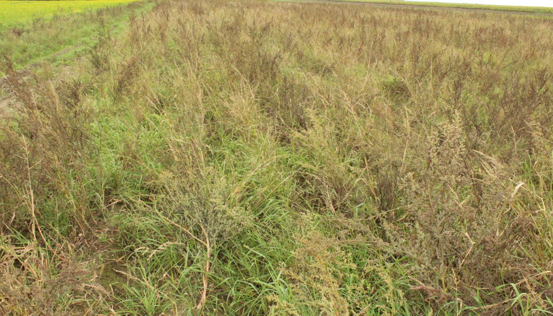 Zdaniem plantatora, w ekologicznej uprawie ziemniaków najtrudniejsze jest odchwaszczanie