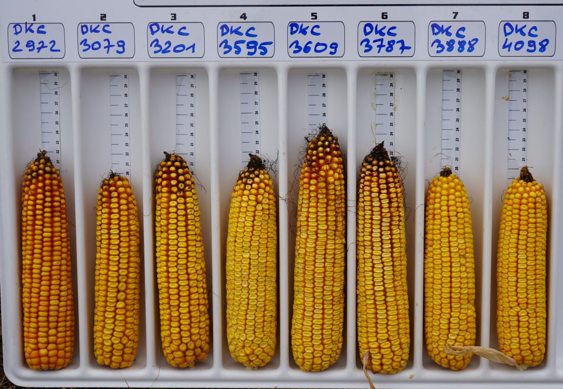 W Kaszewach Bayer omówił cechy nowych mieszańców i zaprezentował na poletkach kolekcję najważniejszych odmian ziarnowych i uniwersalnych kukurydzy marki Dekalb: DKC2972, DKC3079, DKC3201, DKC3595, DKC3609, DKC3787, DKC3888 i DKC4098