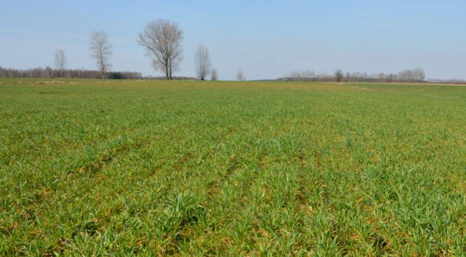 Karłowa odmiana Grenado w ubiegłym sezonie plonowała na poziomie 7 t/ha K