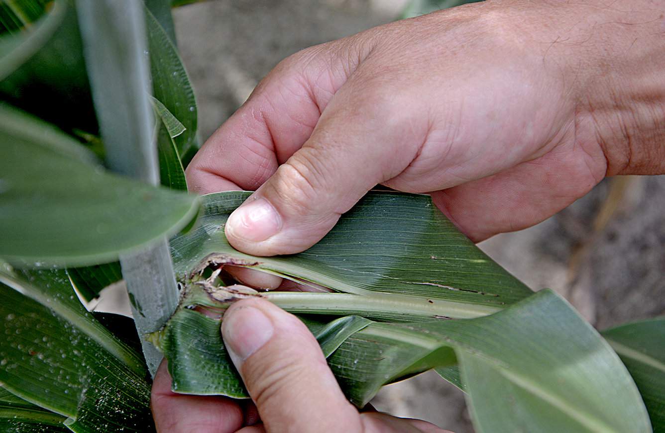 Sorgo może być atakowane przez omacnicę prosowiankę 