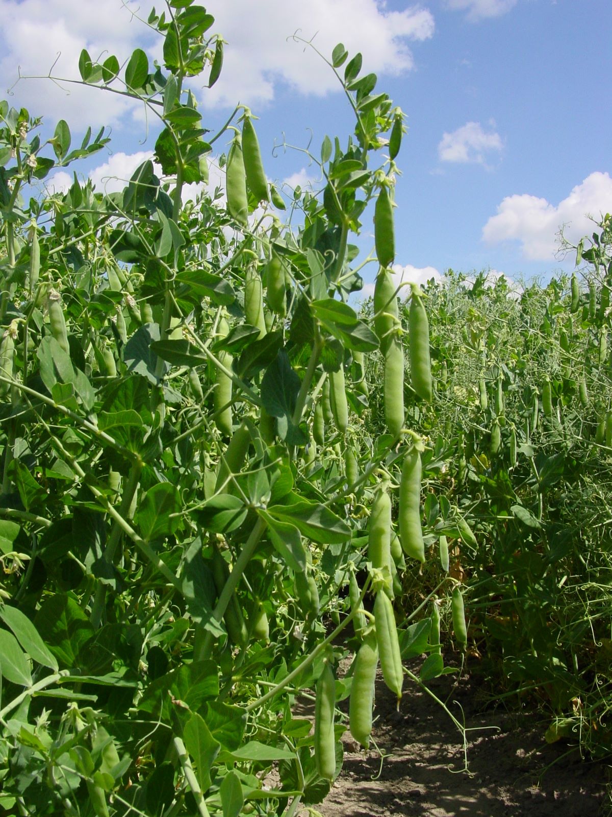 W polskich warunkach ze wszystkich roślin bowowatych bobik ma najwyższy potencjał plonowania. W najlepszych latach na plantacjach produkcyjnych plonuje nawet powyżej 6 t/ha