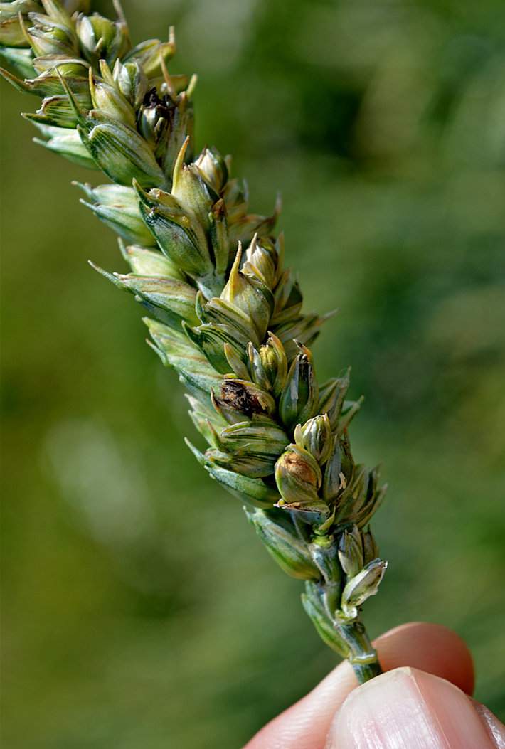 Głownie pylące stanowią największe zagrożenie dla plantacji jęczmienia. Każdy z gatunków głowni poraża tylko jeden gatunek zboża i nie omija również pszenicy (na zdjęciu) i owsa