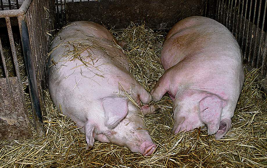 SPOKOJNIEJSZE LOCHY W żywieniu loch bardzo ważne jest pokrycie zapotrzebowania na włókno, szczególnie w okresie ciąży. Zdolność pobierania paszy przez maciory prośne jest znacznie wyższa aniżeli faktyczne dzienne zapotrzebowanie na składniki pokarmowe. Ponadto lochy żywione w sposób dawkowany mogą odczuwać głód i związany z nim obniżony dobrostan. Dawka objętościowo jest zbyt mała i powinna być uzupełniana paszami włóknistymi. Podawanie zwierzętom skąpo żywionym podczas ciąży pasz włóknistych spełnia kilka funkcji. Najważniejsza z nich to zaspokojenie potrzeb pokarmowych oraz wypełnienie żołądka, co powoduje uczucie sytości. W przypadku loch prośnych, charakteryzujących się niewielkimi potrzebami energetycznymi, włókno stanowi rodzaj balastu. Pozwala na utrzymanie niskiej wartości energetycznej paszy, a pęczniejąc w przewodzie pokarmowym, redukuje uczucie głodu. Włókno zmniejsza apetyt i zapobiega agresywnym zachowaniom w stadzie. Duża ilość włókna w paszy wydłuża czas odpoczynku i leżenia, dzięki czemu lochy są spokojniejsze. Wprowadzenie do mieszanki składników bogatych we włókno powoduje wydłużenie czasu pobierania paszy, zmniejszenie aktywności zwierząt, wydłuża czas odpoczynku i leżenia, dzięki czemu lochy są spokojniejsze. W chlewniach stosujących optymalny udział włókna w paszy znacznie rzadziej występują objawy agresji i zachowań 