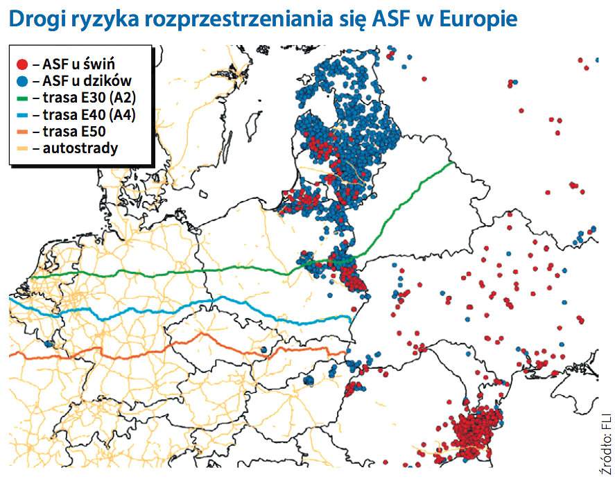 Drogi ryzyka rozprzestrzeniania się ASF w Europie