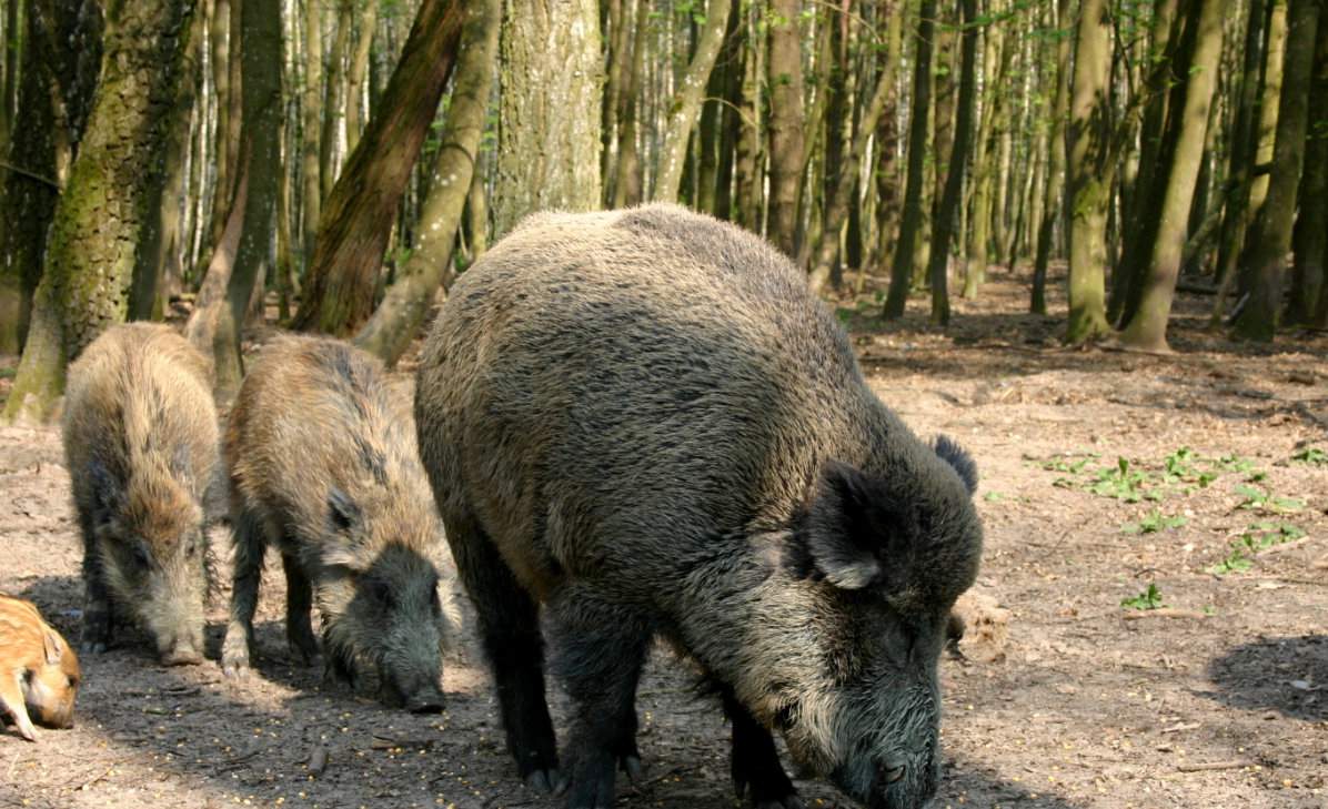 Myśliwi nie będą otrzymywali ryczałtu za odstrzał loch dzika, a jedynie za warchlaki, przelatki i odyńce