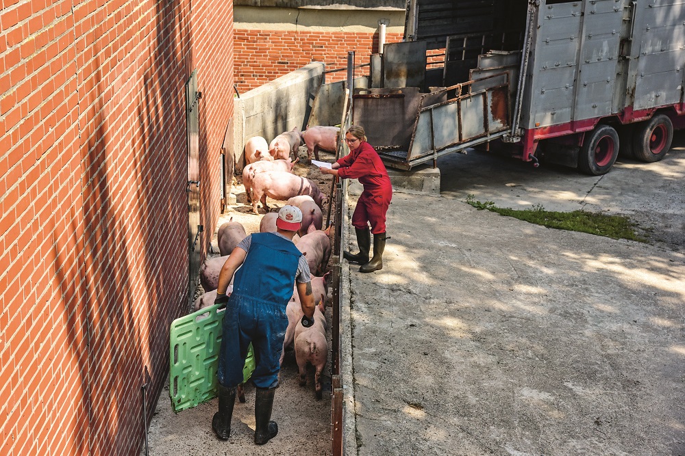 Oczekuje się, że w drugim kwartale bieżącego roku notowania dla prosiąt ważących 25 kg wyniosą średnio 82,50 €/szt.