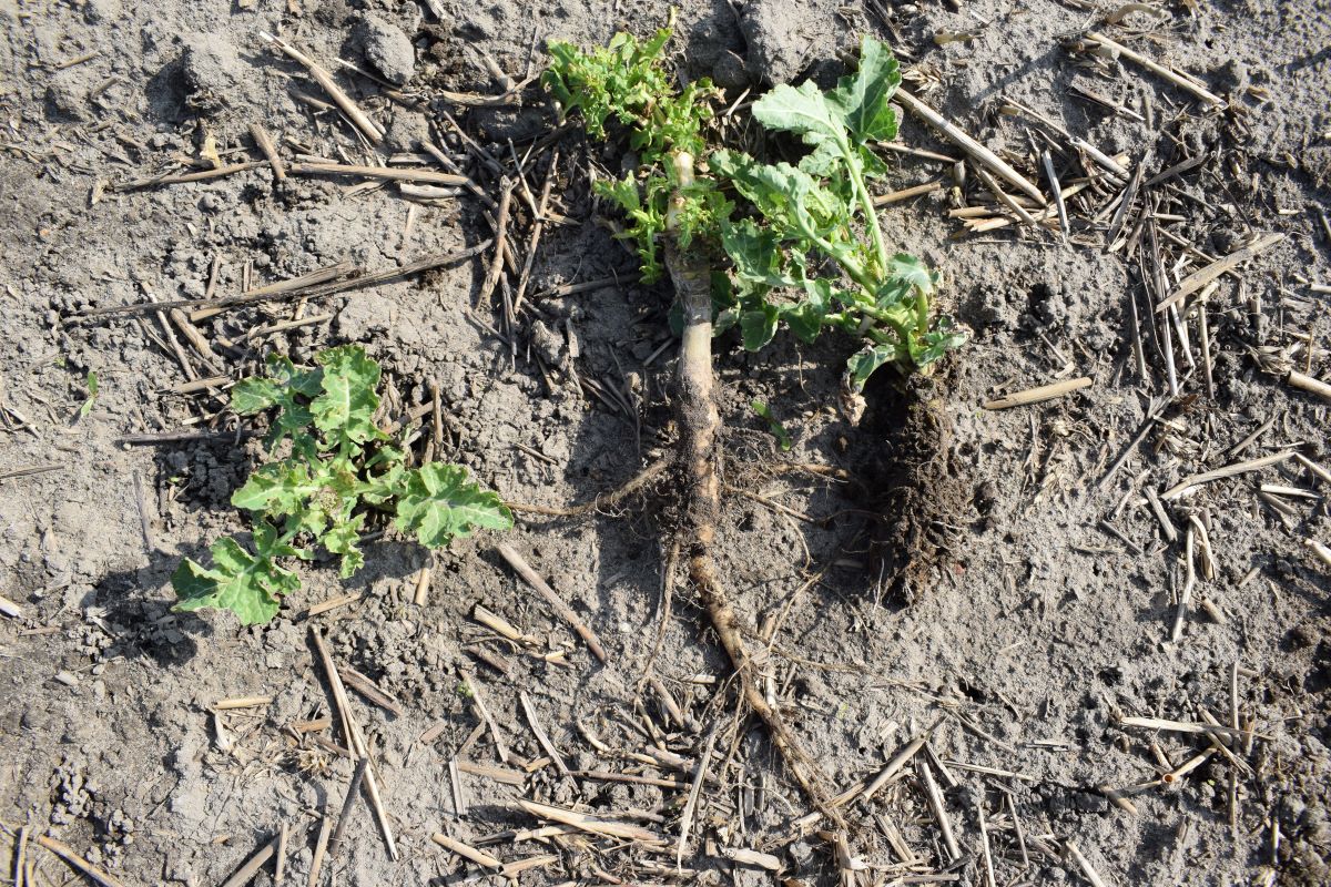 Z większymi samosiewami rzepaku może być problem, po wyrwaniu widać, jak dobrze mają roz winięty system korzeniowy, na szczęście nie było ich dużo na plantacji buraka