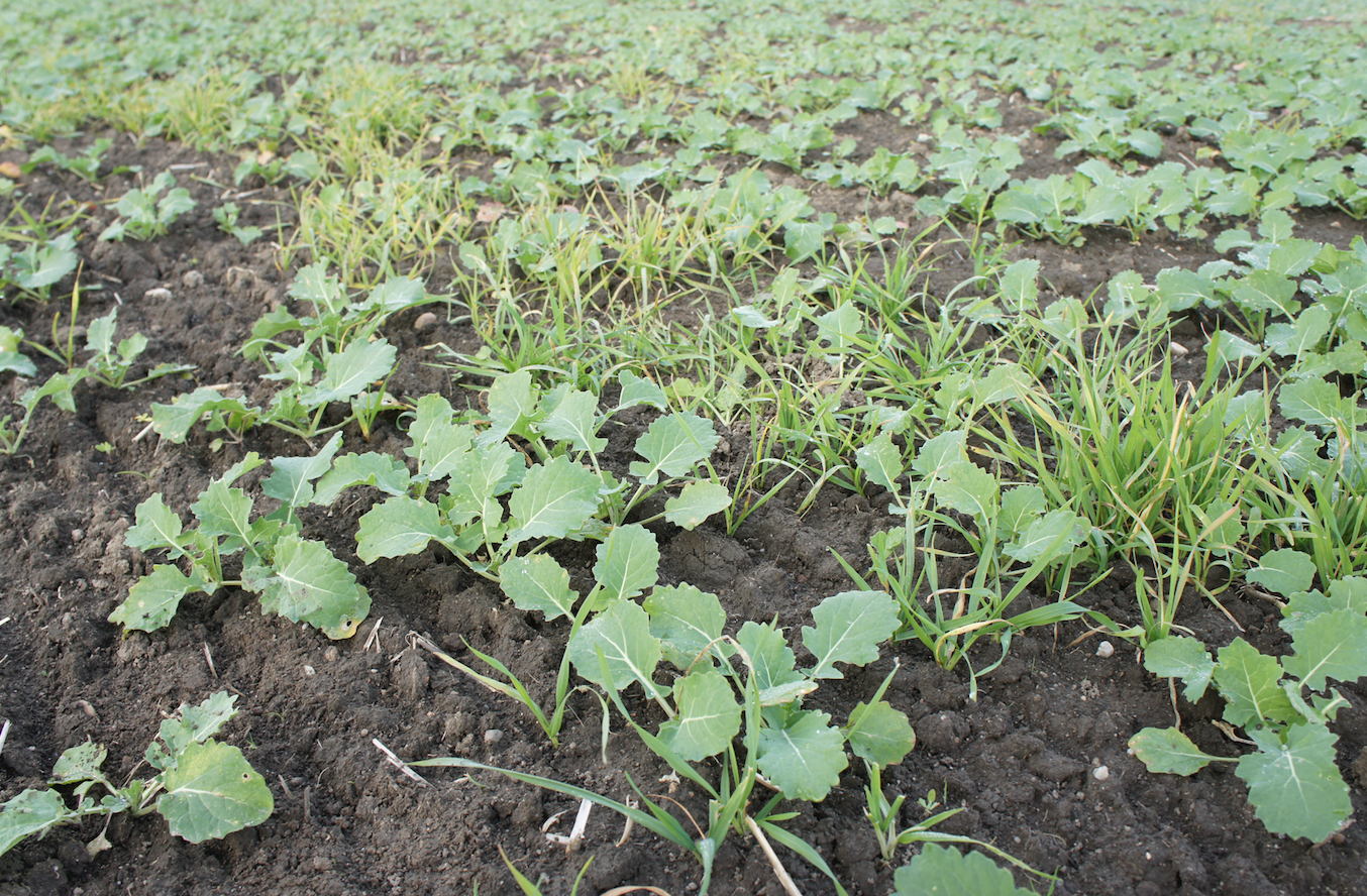 Redukcję samosiewów zbóż w rzepaku uzyskamy przemyślaną agrotechniką, przy czym najlepszy rezultat, jeżeli orkę wykonamy tuż przed planowanym siewem. Przy dużych problemach z samosiewami, godnym polecenia rozwiązaniem jest ich zwalczanie dawkami dzielonymi graminicydów