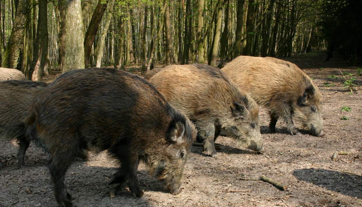 dławianie dzików w miastach i wywożenie do lasów może spowodować  jeszcze większe rozprzestrzenianie się wirusa ASF