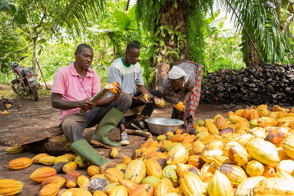 Dochody ze sprzedaży kakao Fairtrade pozwalają mi dbać o moją farmę, dzięki czemu mam możliwość zaopiekowania się swoją rodziną, zabrania dzieci do lekarza w przypadku jakiejkolwiek choroby, wiem też, że dodatkowo pomogę im osiągnąć sukces w przyszłości” – twierdzi Finda Kouadio Théodore, rolnik należący do certyfikowanej przez Fairtrade spółdzielni kakaowej CAPRESSA z Wybrzeża Kości Słoniowej