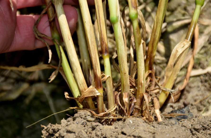 Objawy fuzaryjnej zgorzeli podstawy źdźbła można pomylić z objawami zgorzeli podstawy źdźbła. Porażone źdźbła przez Fusarium spp. są brunatne, nigdy połyskliwie czarne i mają postrzępione zakończenia. Brunatnieją także korzenie lub mają barwę brązoworudą. Na życie, gdy jedynym sprawcą jest F. culmorum korzenie mają barwę kasztanową. Pamiętajmy, że pierwszym zauważalnym objawem choroby jest brązowienie pochew liściowych