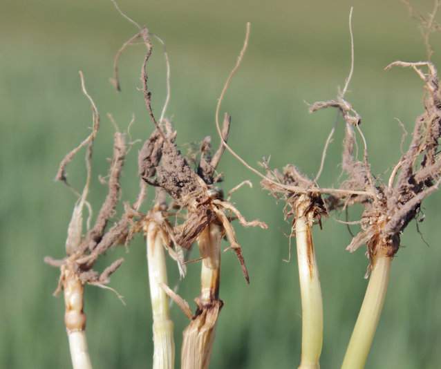 Objawy fuzaryjnej zgorzeli podstawy źdźbła można pomylić z objawami zgorzeli podstawy źdźbła. Porażone źdźbła przez Fusarium spp. są brunatne, nigdy połyskliwie czarne i mają postrzępione zakończenia. Brunatnieją także korzenie lub mają barwę brązoworudą. Na życie, gdy jedynym sprawcą jest F. culmorum, korzenie mają barwę kasztanową. Pamiętajmy, że pierwszym zauważalnym objawem choroby jest  brązowienie pochew liściowych