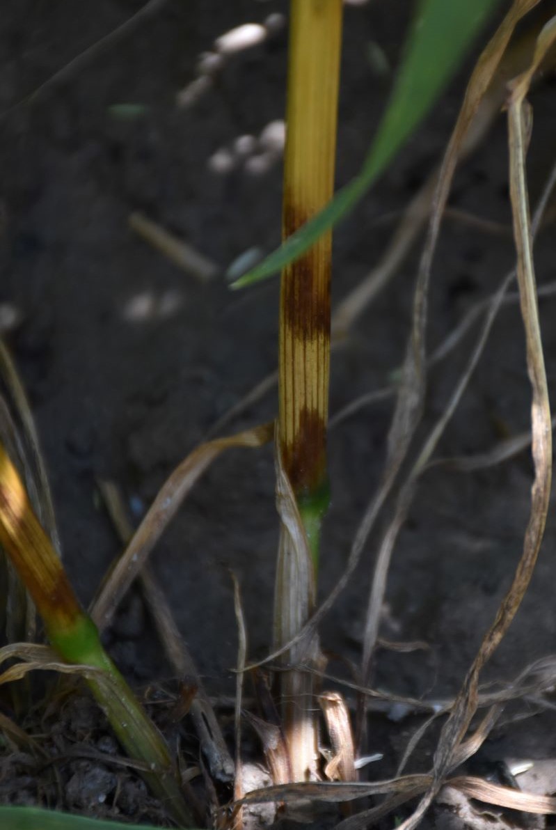 Objawy fuzaryjnej zgorzeli podstawy źdźbła można pomylić z objawami zgorzeli podstawy źdźbła. Porażone źdźbła przez Fusarium spp. są brunatne, nigdy czarne i mają postrzępione zakończenia. Brunatnieją także korzenie lub mają barwę brązoworudą (u żyta kasztanową). Potem na nekrozach pojawia się watowata grzybnia barwy uzależnionej od gatunku sprawcy