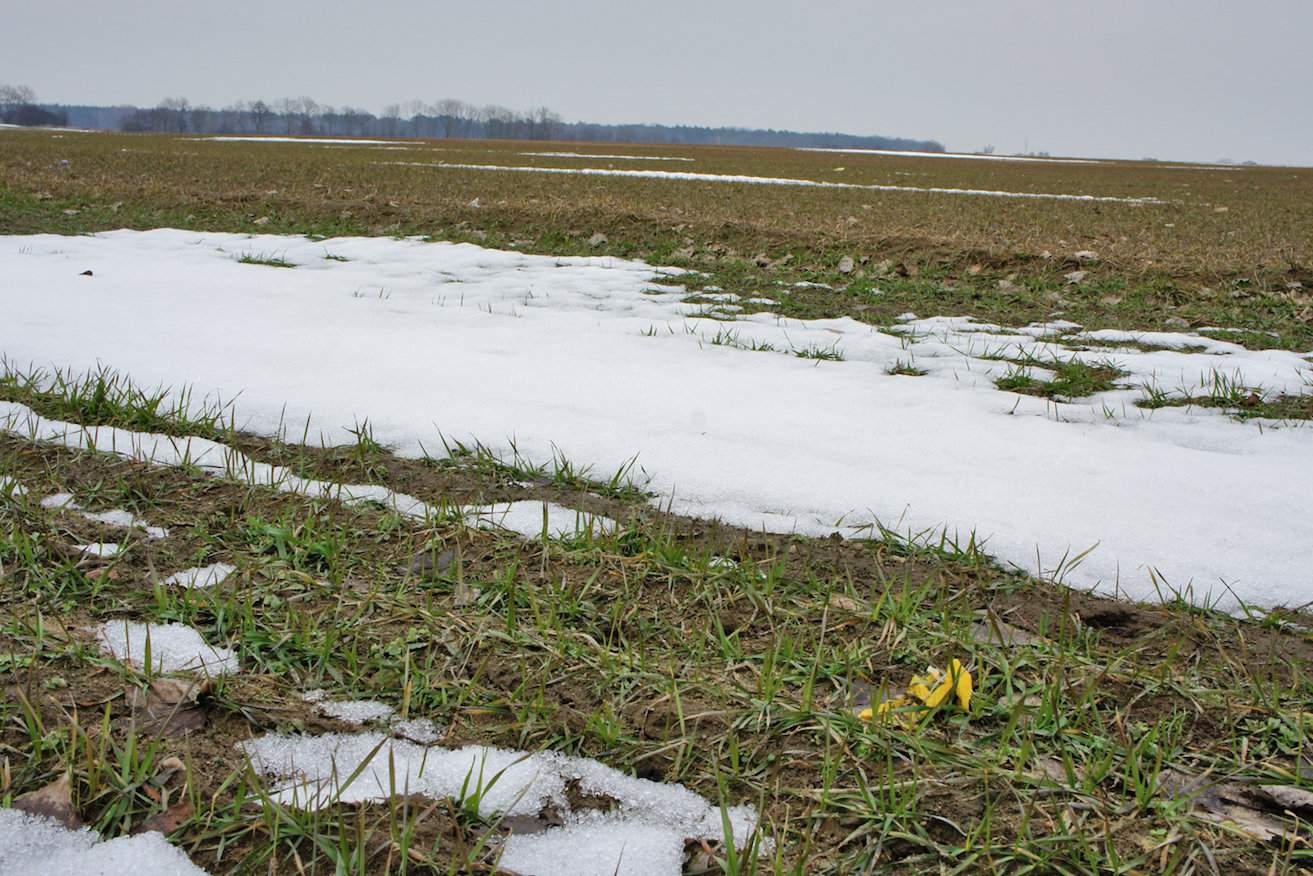 Gnojowicy nie można stosować na uprawy w 50% pokrytych śniegiem