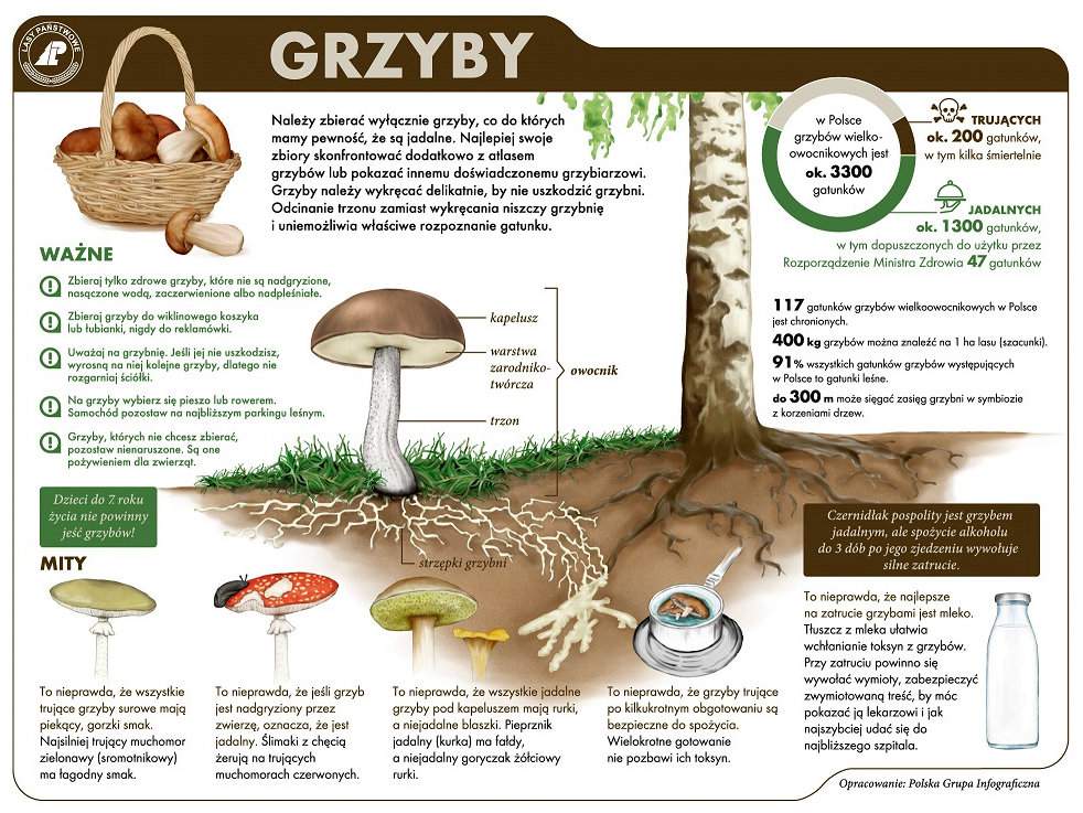 Broszura o grzybach